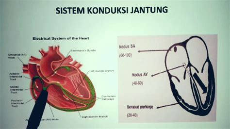 nodus sa dan av adalah|Sistem Kelistrikan Jantung: Pengertian, Cara Kerja,。